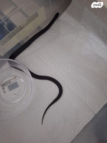 תמונת מודעה - חיות מחמד