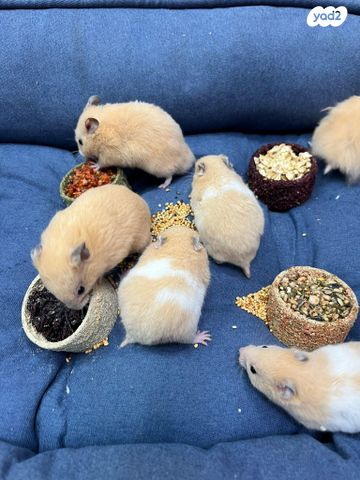 תמונת מודעה - חיות מחמד