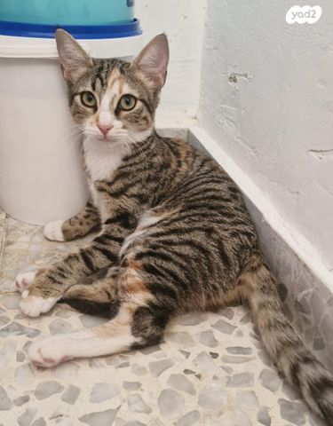 תמונת מודעה - חיות מחמד