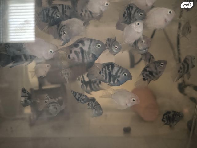 תמונת מודעה - חיות מחמד