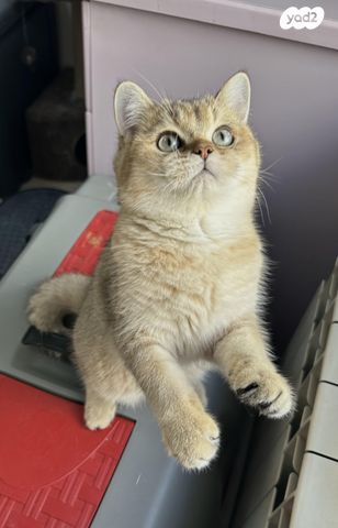 תמונת מודעה - חיות מחמד