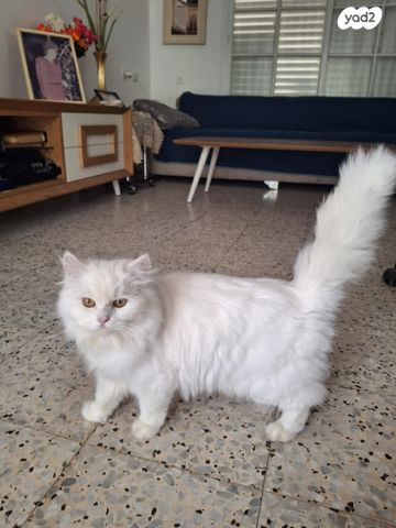 תמונת מודעה - חיות מחמד