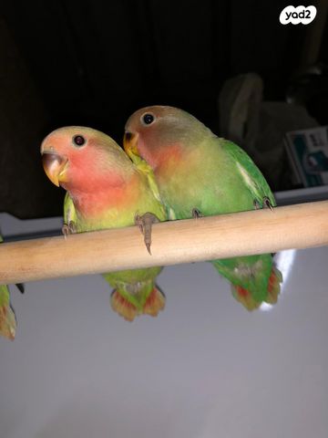 תמונת מודעה - חיות מחמד