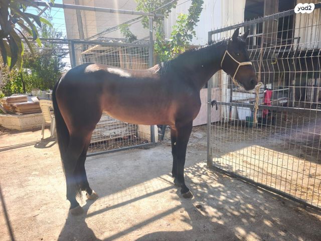 תמונת מודעה - חיות מחמד