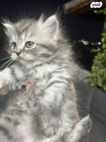 תמונת מודעה - חיות מחמד