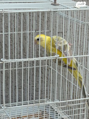 תמונת מודעה - חיות מחמד