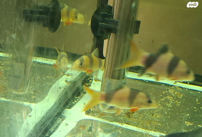 תמונת מודעה - חיות מחמד