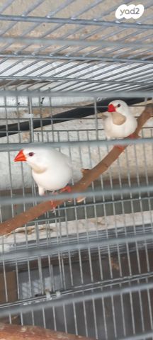 תמונת מודעה - חיות מחמד