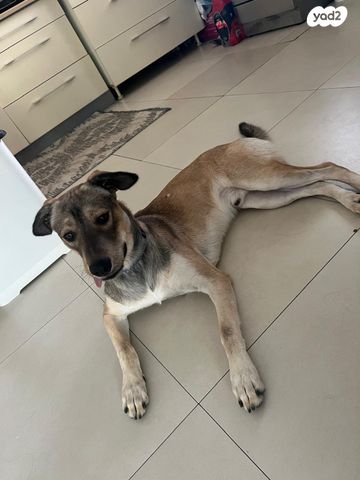 תמונת מודעה - חיות מחמד