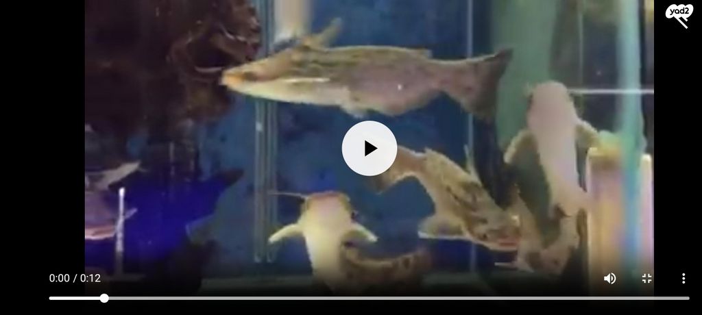 תמונת מודעה - חיות מחמד