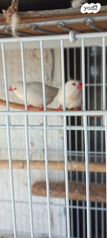 תוכי פינקים