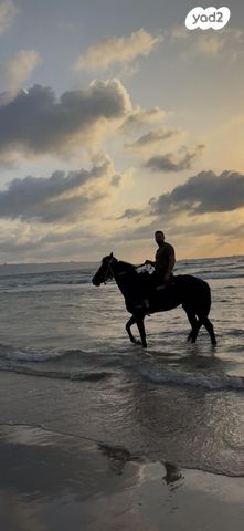 סוס אנדלוסי