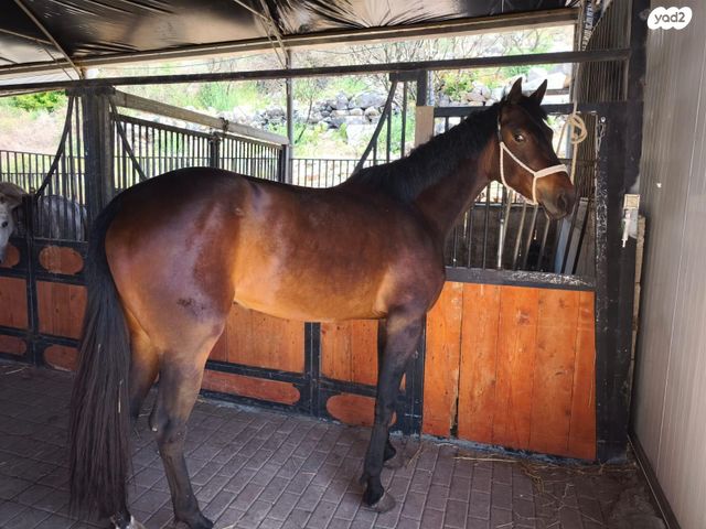 סוס אנדלוסי