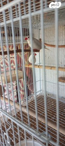 תוכי פינקים