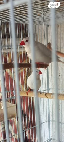 תוכי פינקים