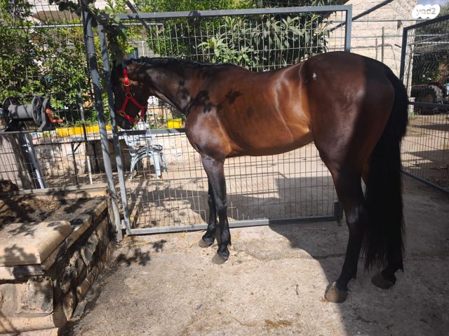 סוס אנדלוסי