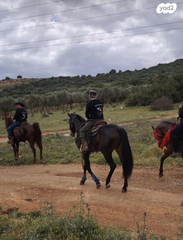 סוס אנדלוסי