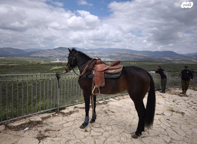 סוס אנדלוסי