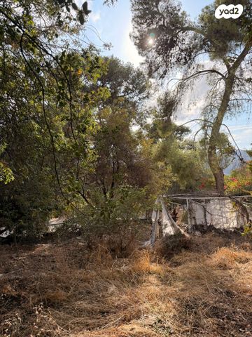 טבעון הוותיקה