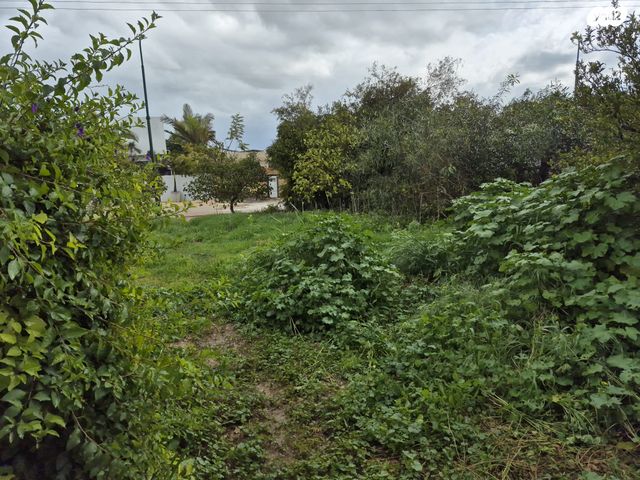 משק חקלאי/ נחלה, ניר עקיבא