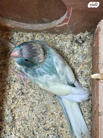 תוכי קאקריקים