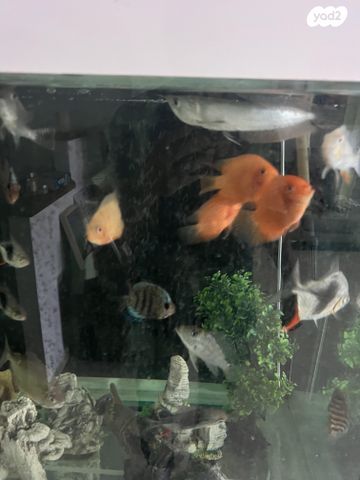 תמונת מודעה - חיות מחמד