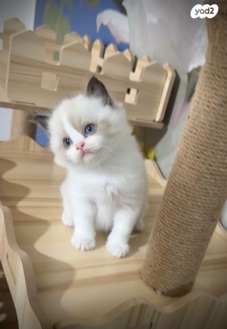 תמונת מודעה - חיות מחמד