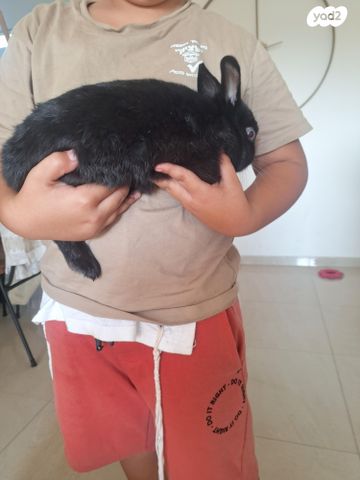 תמונת מודעה - חיות מחמד