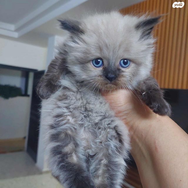 תמונת מודעה - חיות מחמד