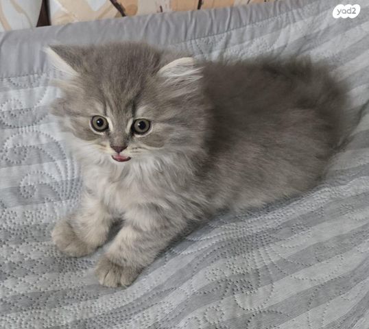 תמונת מודעה - חיות מחמד