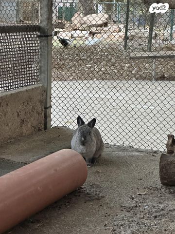 תמונת מודעה - חיות מחמד