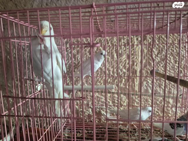 תמונת מודעה - חיות מחמד