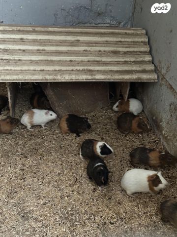 תמונת מודעה - חיות מחמד