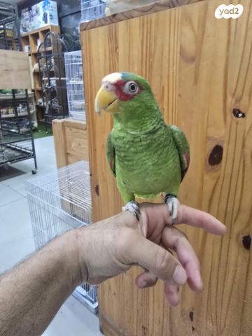 תמונת מודעה - חיות מחמד