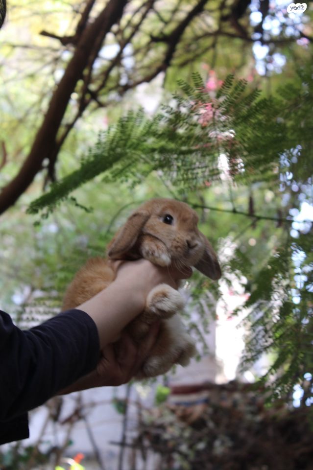 תמונת מודעה - חיות מחמד