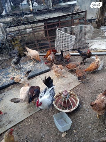 תמונת מודעה - חיות מחמד