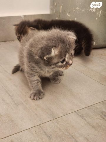 תמונת מודעה - חיות מחמד