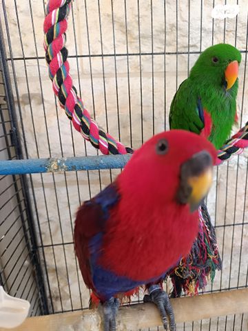 תמונת מודעה - חיות מחמד