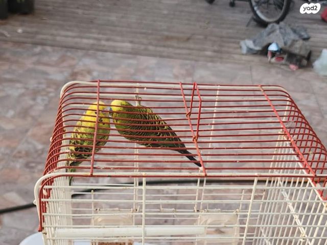 תמונת מודעה - חיות מחמד