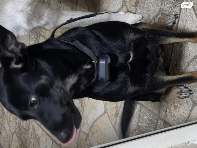 תמונת מודעה - חיות מחמד