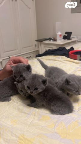 תמונת מודעה - חיות מחמד