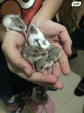 תמונת מודעה - חיות מחמד