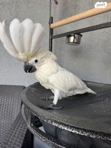 תמונת מודעה - חיות מחמד