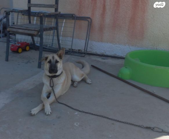 תמונת מודעה - חיות מחמד