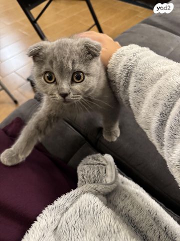 תמונת מודעה - חיות מחמד