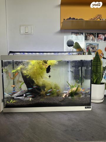 תמונת מודעה - חיות מחמד