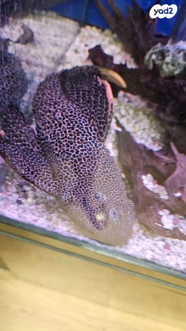 תמונת מודעה - חיות מחמד