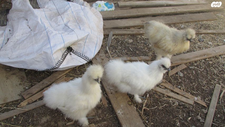 תמונת מודעה - חיות מחמד