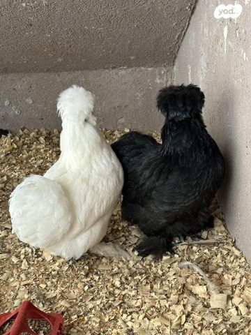 תמונת מודעה - חיות מחמד