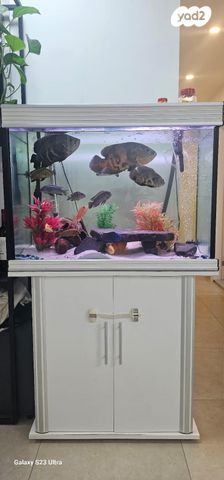 תמונת מודעה - חיות מחמד